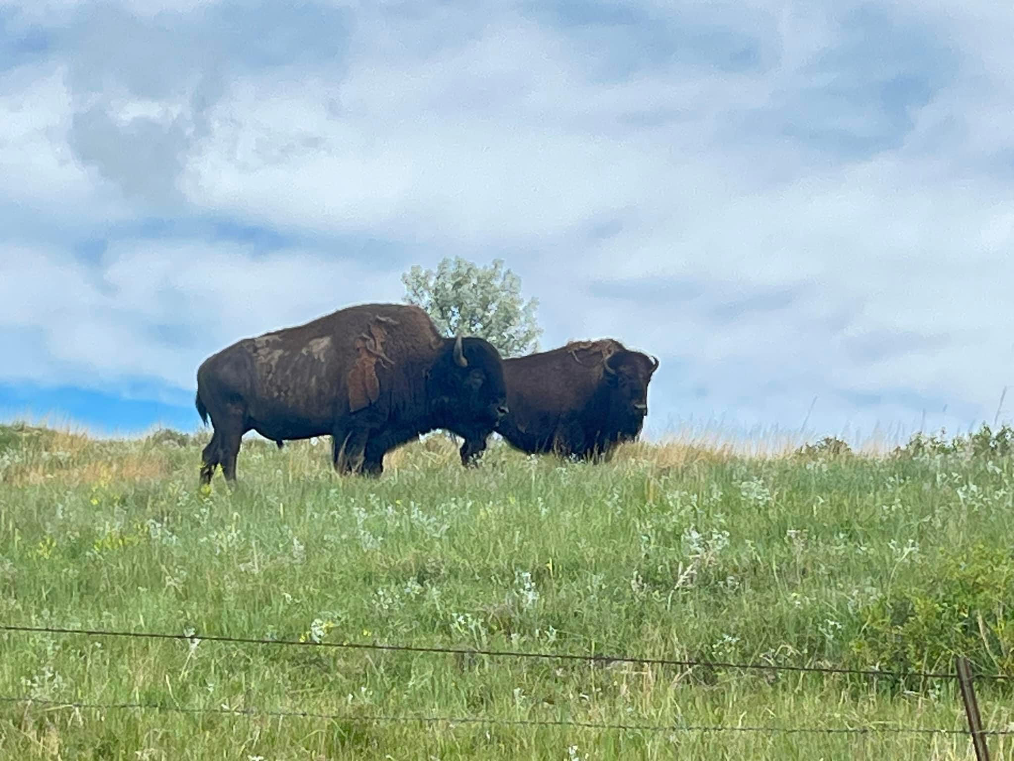 Two buffalos on the plains